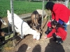 Feeding goats.jpg